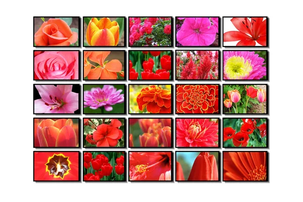 stock image Color multidisplay, tv, monitors, flower