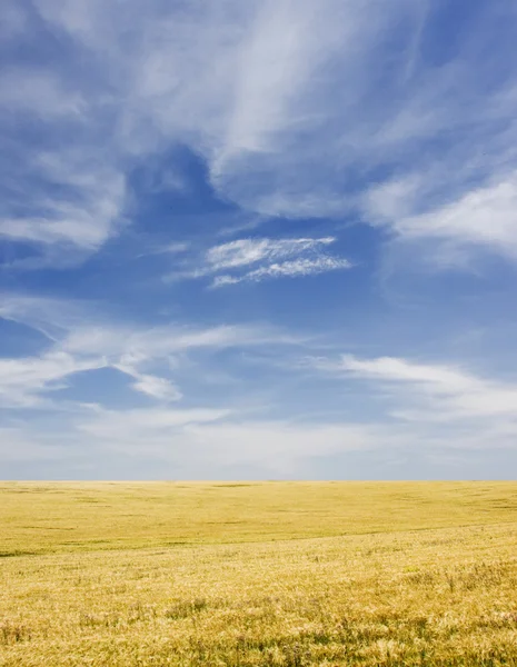 Tarla ve mavi gökyüzü — Stok fotoğraf