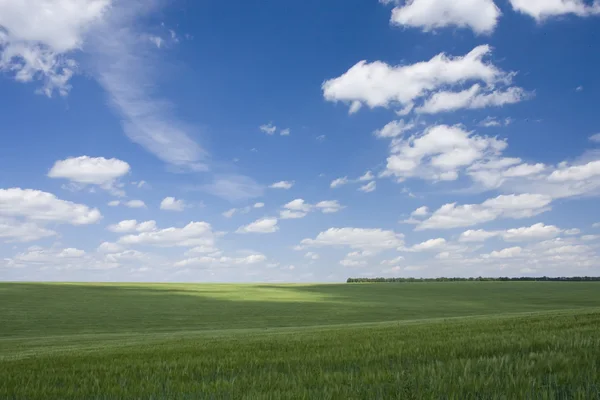 Green fiel and blue sky — Stock Photo, Image