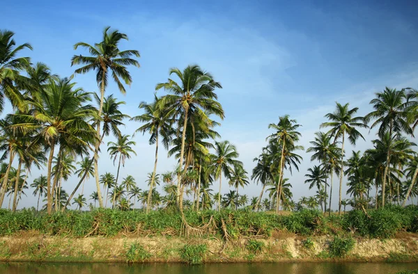 ココヤシの木と水 — ストック写真