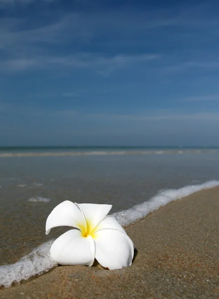 Flor branca e praia — Fotografia de Stock