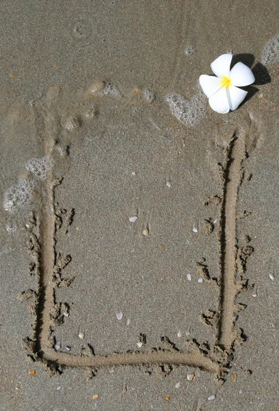 在沙滩上的白花 — 图库照片