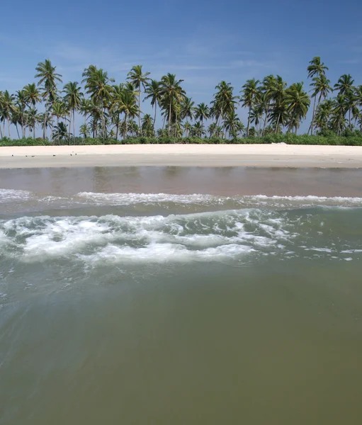 Кокосові пальми біля океану — стокове фото