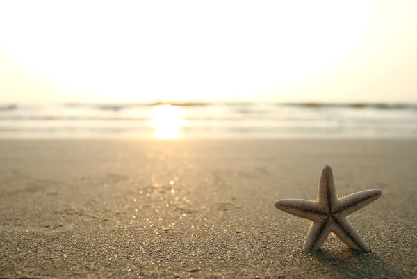 Rozgwiazdy i plaży — Zdjęcie stockowe