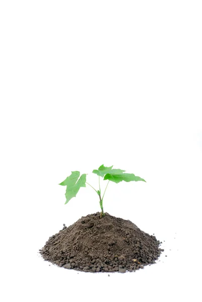 Groene spruit en grond — Stockfoto