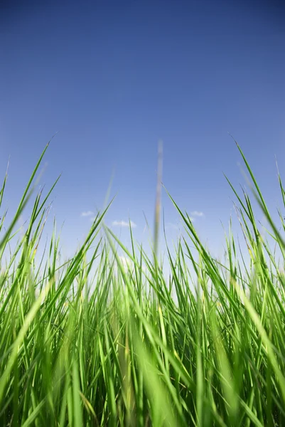 草と空 — ストック写真