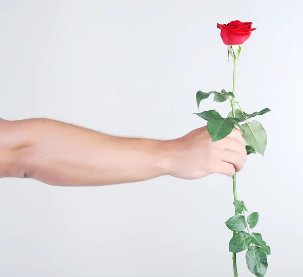 Hand med rose — Stockfoto