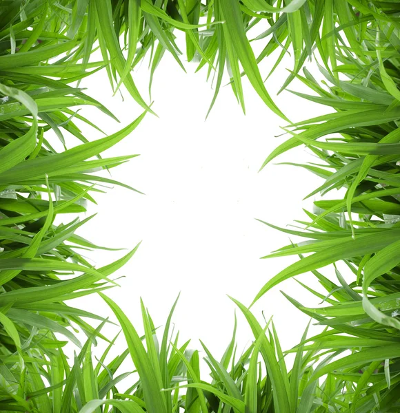 Изолированная зелёная трава — стоковое фото