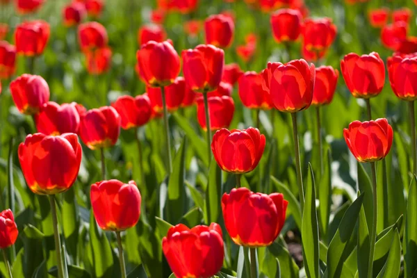 stock image Red tulips and green leaf