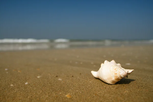 海滩上的贝壳 — 图库照片