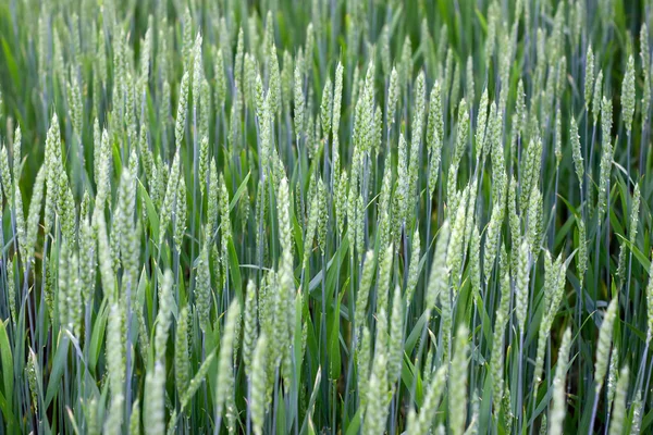 Зеленая пшеница — стоковое фото