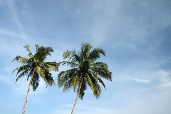 Twee palmen en hemel — Stockfoto