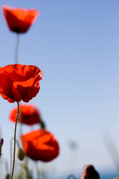 Poppies and blue sky — Stock Photo, Image