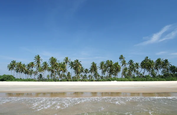Kokosové palmy v blízkosti oceánu — Stock fotografie