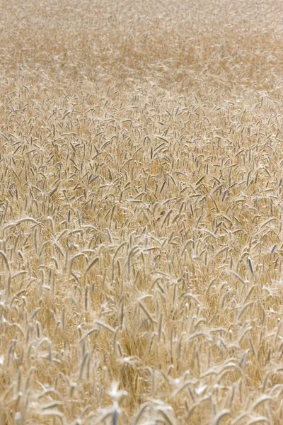 Поле с пшеницей — стоковое фото