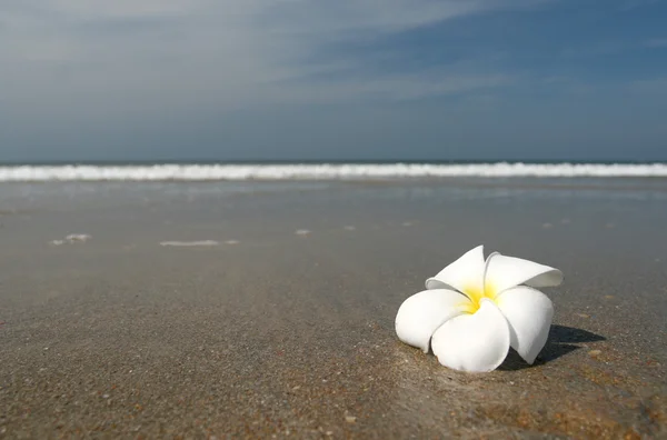 Beyaz çiçek toprak beach — Stok fotoğraf