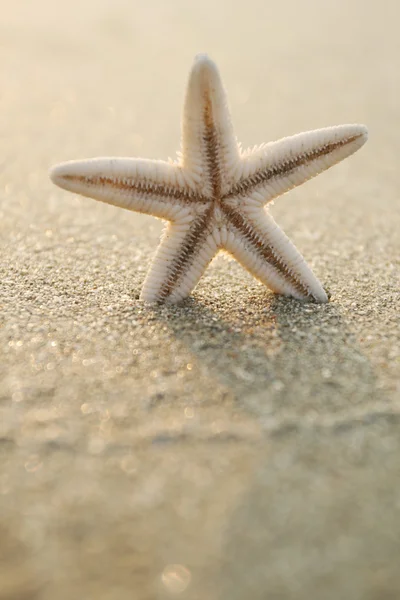 Αστερίας στην παραλία — Φωτογραφία Αρχείου