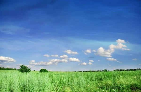 牧草地と空 — ストック写真