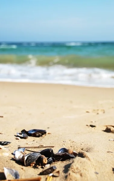 Cockleshells nad morzem plaża i niebieski — Zdjęcie stockowe