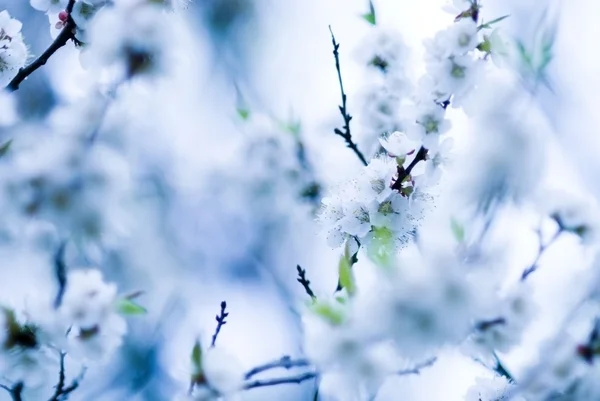 Bahar çiçekleri — Stok fotoğraf
