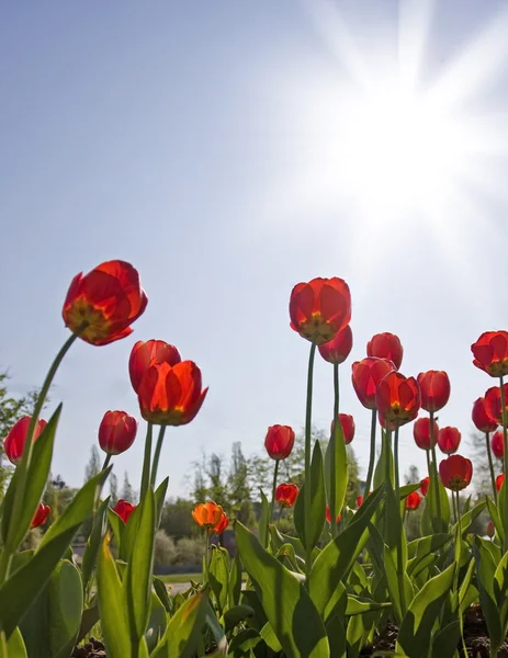 Röda tulpaner och blå himmel — Stockfoto