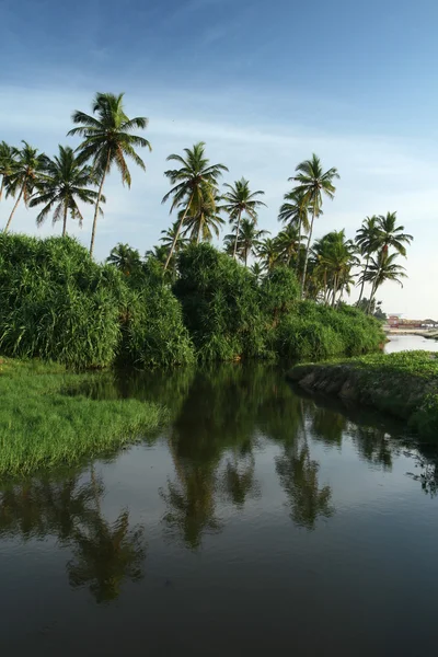 Kokospalmen en water — Stockfoto