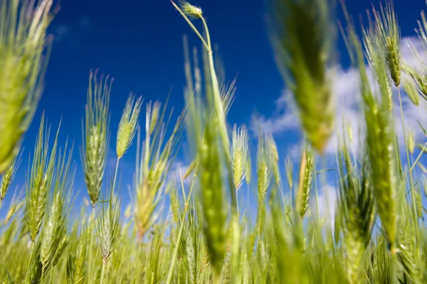 小麦と青空の分野で — ストック写真
