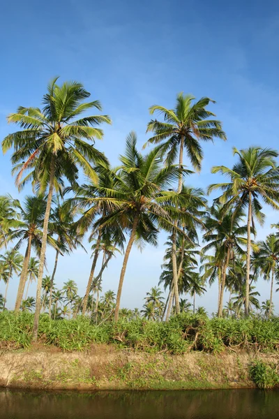 Кокосовые пальмы и вода — стоковое фото