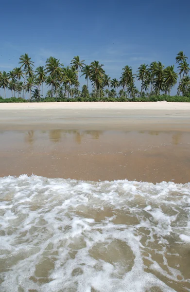 Kokospalmen in de buurt van de Oceaan — Stockfoto