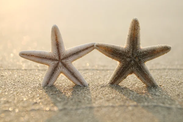 Sahilde denizyıldızı — Stok fotoğraf
