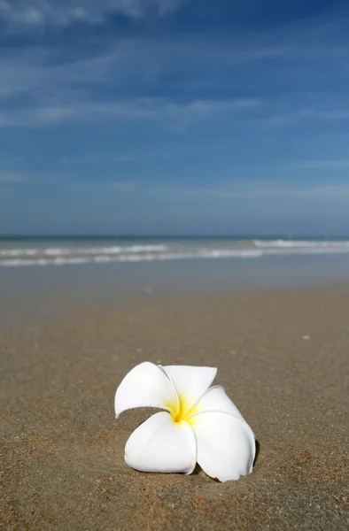 Flor branca e praia — Fotografia de Stock