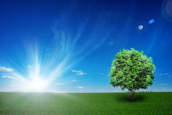 Veld met boom en blue sky — Stockfoto