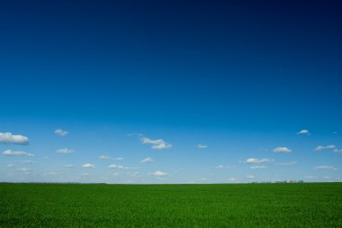 Green grass and blue sky clipart