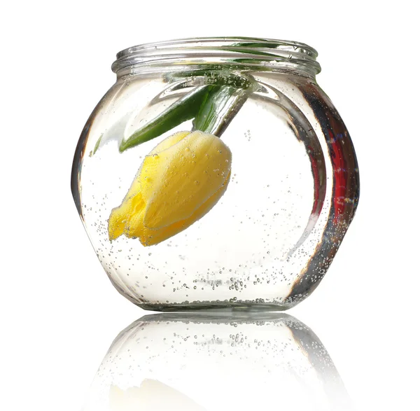 Желтый тюльпан и стеклянная чаша — стоковое фото