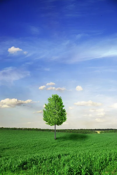Strom a pastviny — Stock fotografie