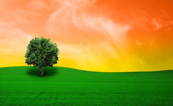 Campo verde y árbol —  Fotos de Stock