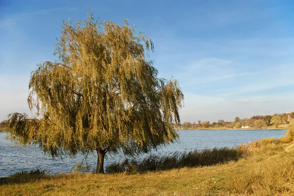 Willow in de buurt van het meer — Stockfoto