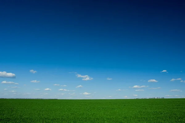 Zöld fű és kék ég — Stock Fotó