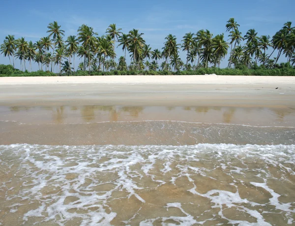 Кокосовые пальмы возле океана — стоковое фото