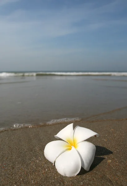 Beyaz çiçek ve plaj — Stok fotoğraf