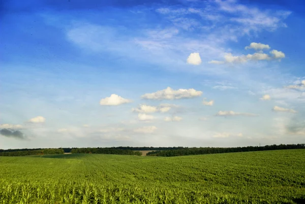 Sky and grass — Stock Photo, Image