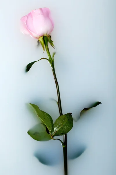 Rose in milk water — Stock Photo, Image
