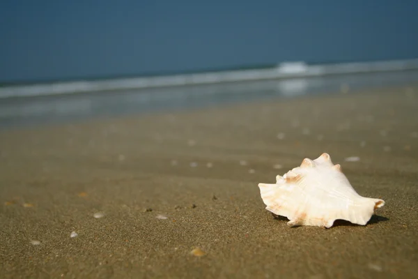 Concha na praia — Fotografia de Stock