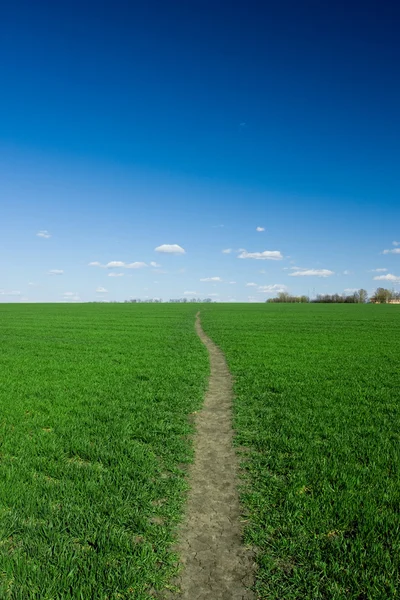 Stock image Green grass and blue sky