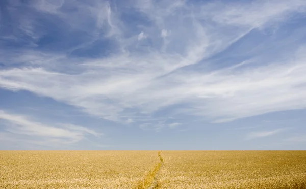 Field and blue cloudy sky — Stock Photo, Image