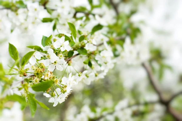 Blossom cireș — Fotografie, imagine de stoc