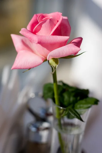 Róża w misce — Zdjęcie stockowe