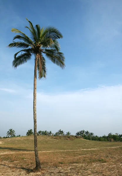 Hindistan cevizi hurma ve mavi gökyüzü — Stok fotoğraf