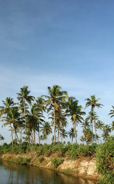 Coconut palms and water — Stock Photo, Image