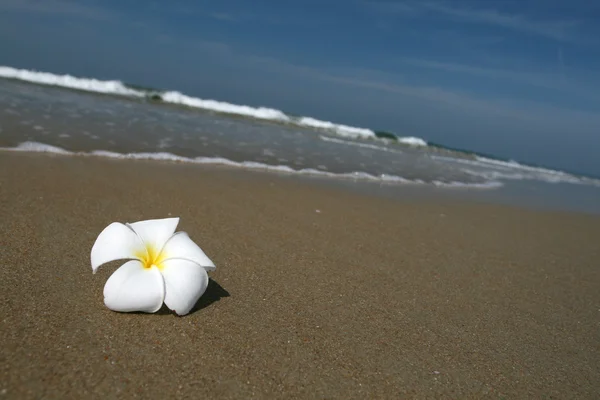 Flower and beach — Stock Photo, Image
